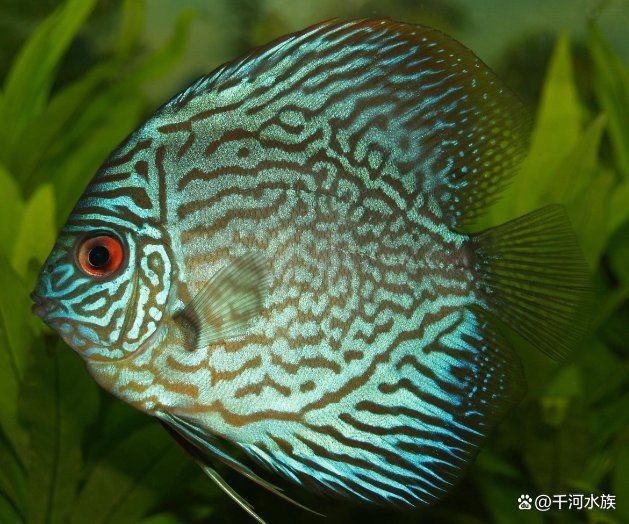 中國龍魚排名前10名【中國龍魚哪個品種最好最貴龍魚排名泠泠柒最貴】