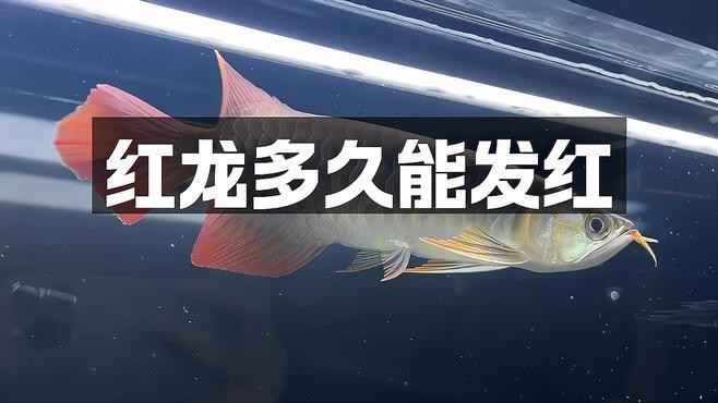紅龍魚發色需要多長時間穩定【紅龍魚發色穩定所需時間因多種因素而異】