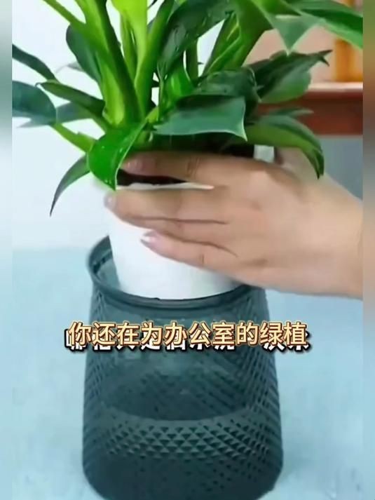 金鉆燈魚是吉兆還是兇兆【金鉆燈魚多久喂一次金鉆燈魚與哪些生肖最配】
