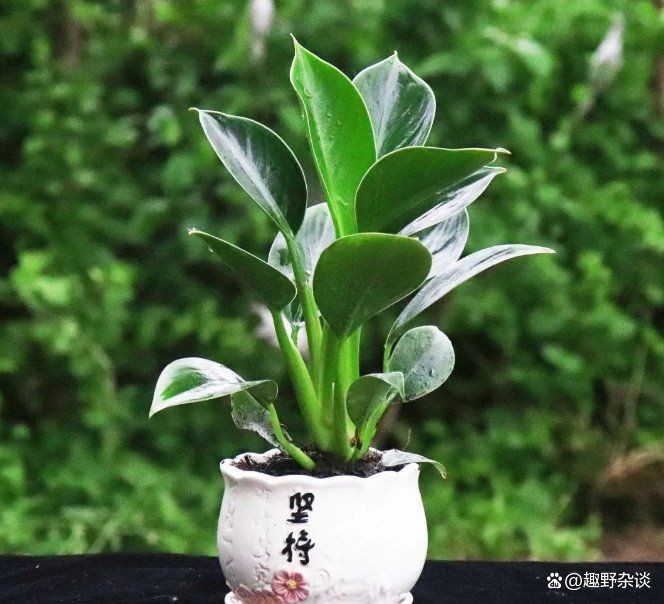 金鉆燈魚是吉兆還是兇兆【金鉆燈魚多久喂一次金鉆燈魚與哪些生肖最配】