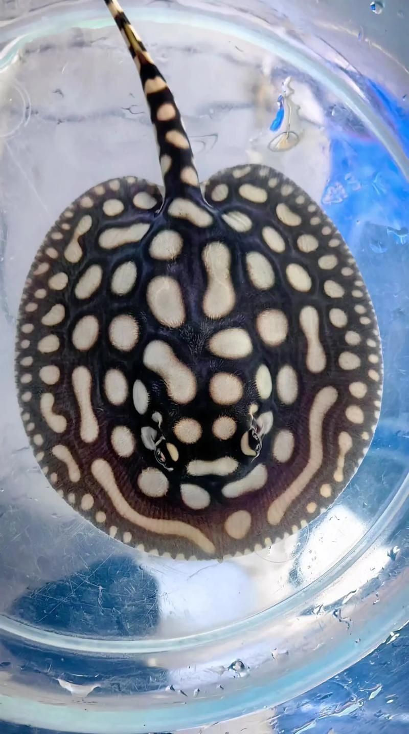 皇冠魟魚圖片【皇冠魟魚是一種極具特色的水族生物】 皇冠魟魚圖片【皇冠魟魚是一種極具特色的水族生物】 龍魚論壇 第1張
