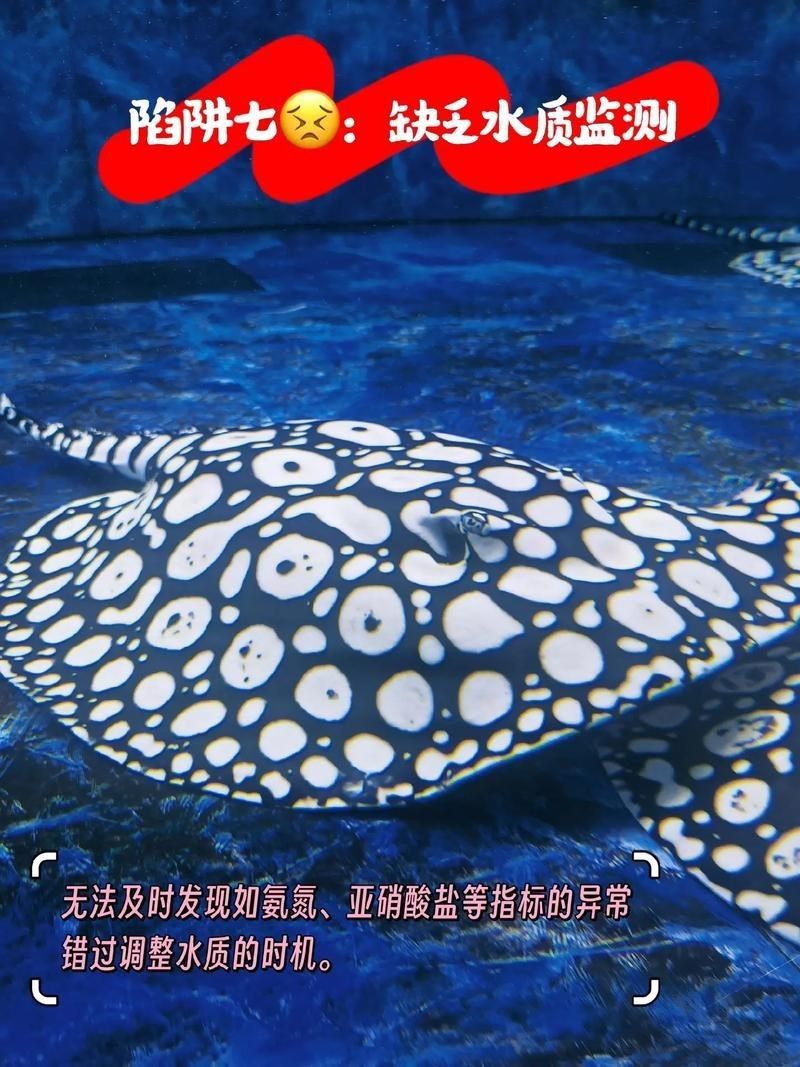 皇冠魟魚圖片【皇冠魟魚是一種極具特色的水族生物】 皇冠魟魚圖片【皇冠魟魚是一種極具特色的水族生物】 龍魚論壇 第5張