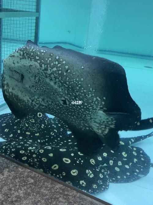 皇冠魟魚圖片【皇冠魟魚是一種極具特色的水族生物】 皇冠魟魚圖片【皇冠魟魚是一種極具特色的水族生物】 龍魚論壇 第11張