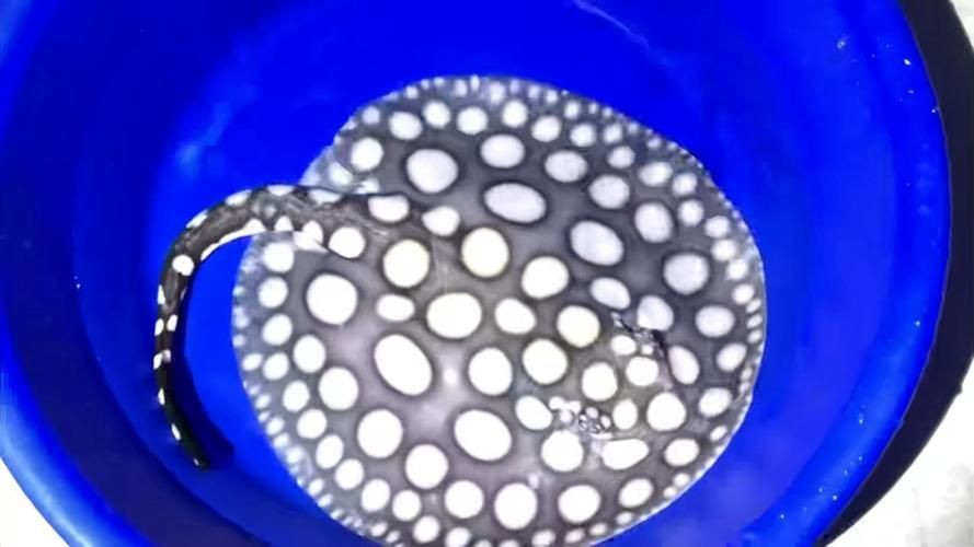 皇冠魟魚圖片【皇冠魟魚是一種極具特色的水族生物】 皇冠魟魚圖片【皇冠魟魚是一種極具特色的水族生物】 龍魚論壇 第13張