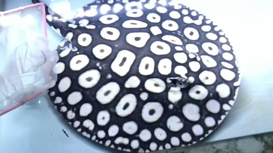 皇冠魟魚圖片【皇冠魟魚是一種極具特色的水族生物】 皇冠魟魚圖片【皇冠魟魚是一種極具特色的水族生物】 龍魚論壇 第22張