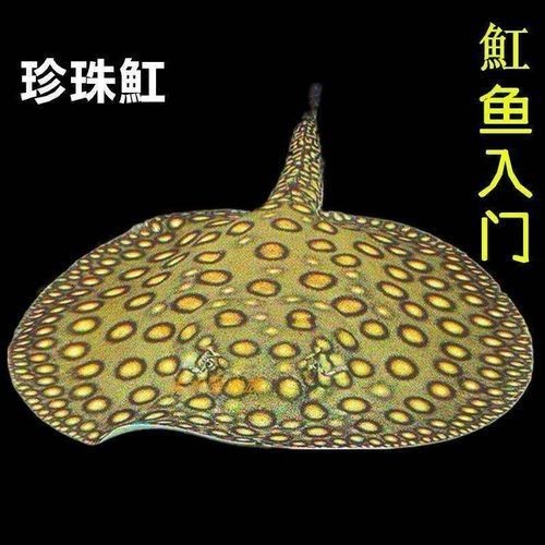 皇冠魟魚圖片【皇冠魟魚是一種極具特色的水族生物】 皇冠魟魚圖片【皇冠魟魚是一種極具特色的水族生物】 龍魚論壇 第20張