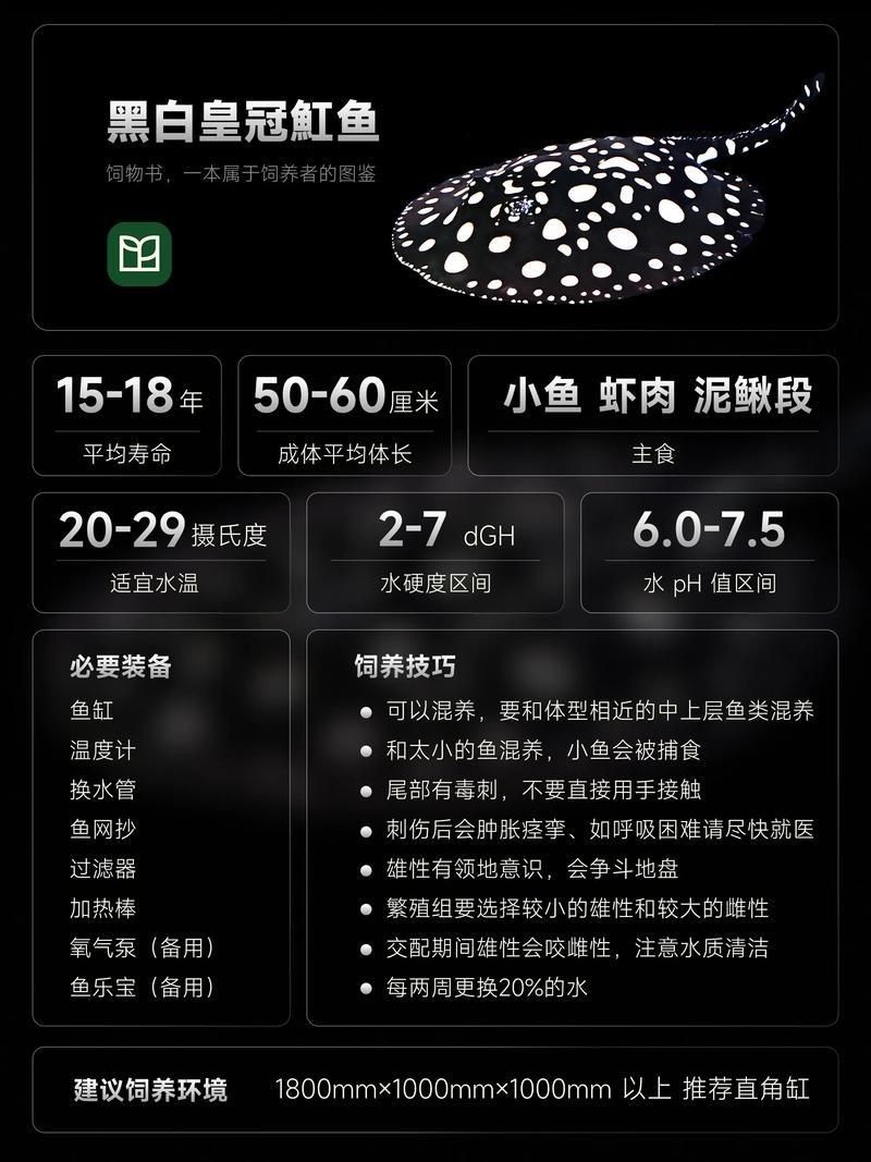皇冠魟魚圖片【皇冠魟魚是一種極具特色的水族生物】 皇冠魟魚圖片【皇冠魟魚是一種極具特色的水族生物】 龍魚論壇 第21張
