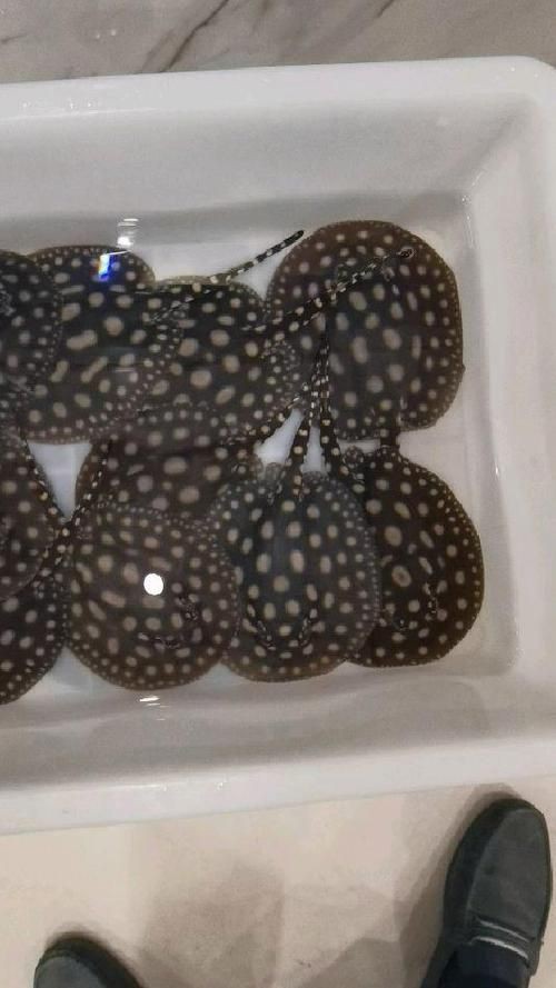 皇冠魟魚圖片【皇冠魟魚是一種極具特色的水族生物】 皇冠魟魚圖片【皇冠魟魚是一種極具特色的水族生物】 龍魚論壇 第19張