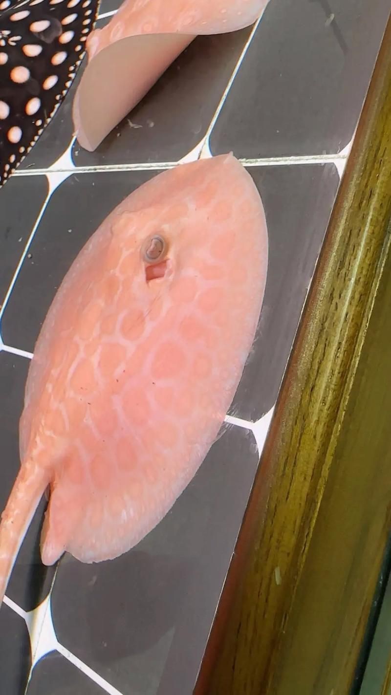 皇冠魟魚圖片【皇冠魟魚是一種極具特色的水族生物】 皇冠魟魚圖片【皇冠魟魚是一種極具特色的水族生物】 龍魚論壇 第18張