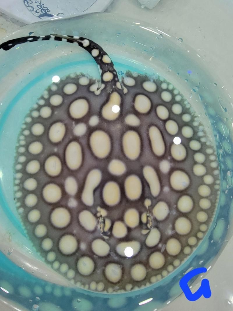皇冠魟魚圖片【皇冠魟魚是一種極具特色的水族生物】 皇冠魟魚圖片【皇冠魟魚是一種極具特色的水族生物】 龍魚論壇 第25張
