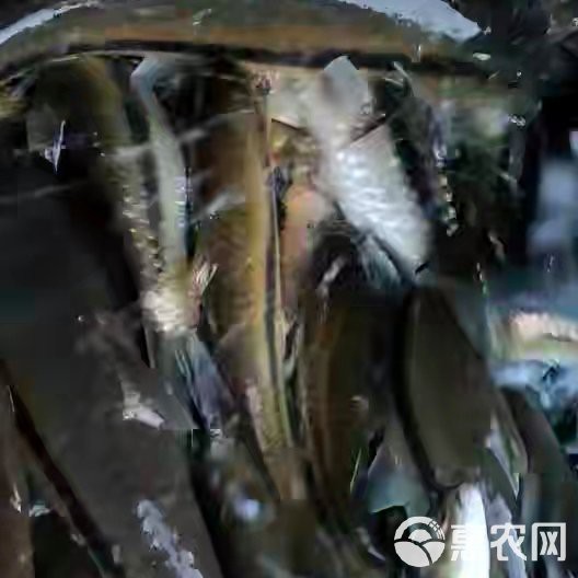 青龍棒魚價格一覽表【2025年青龍棒魚市場價格全景分析報告：野生青龍棒魚】 青龍棒魚價格一覽表【2025年青龍棒魚市場價格全景分析報告：野生青龍棒魚】 龍魚論壇 第2張