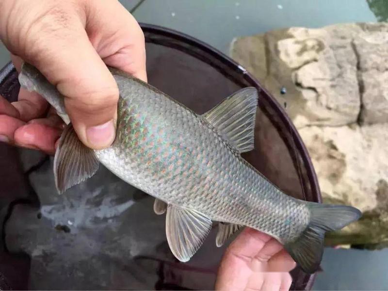 青龍棒魚價格一覽表【2025年青龍棒魚市場價格全景分析報告：野生青龍棒魚】 青龍棒魚價格一覽表【2025年青龍棒魚市場價格全景分析報告：野生青龍棒魚】 龍魚論壇 第4張