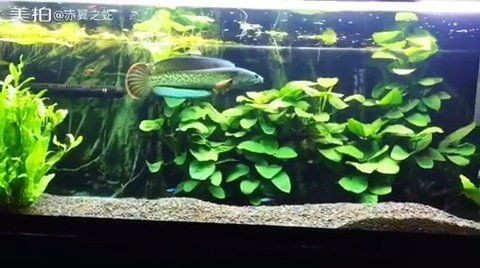 雷龍魚被國家列為禁漁了嗎【雷龍魚是否被列為禁漁？】