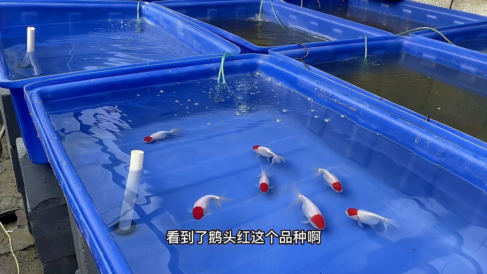 如何判斷金魚充血是否嚴重？