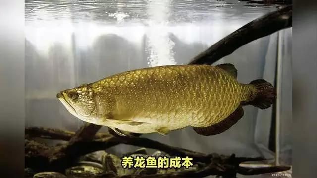 龍魚為什么這么貴【揭秘龍魚為何如此昂貴揭秘高價背后的原因】