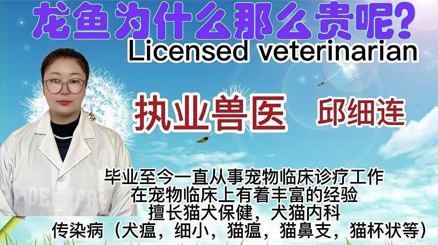 龍魚為什么這么貴【揭秘龍魚為何如此昂貴揭秘高價背后的原因】