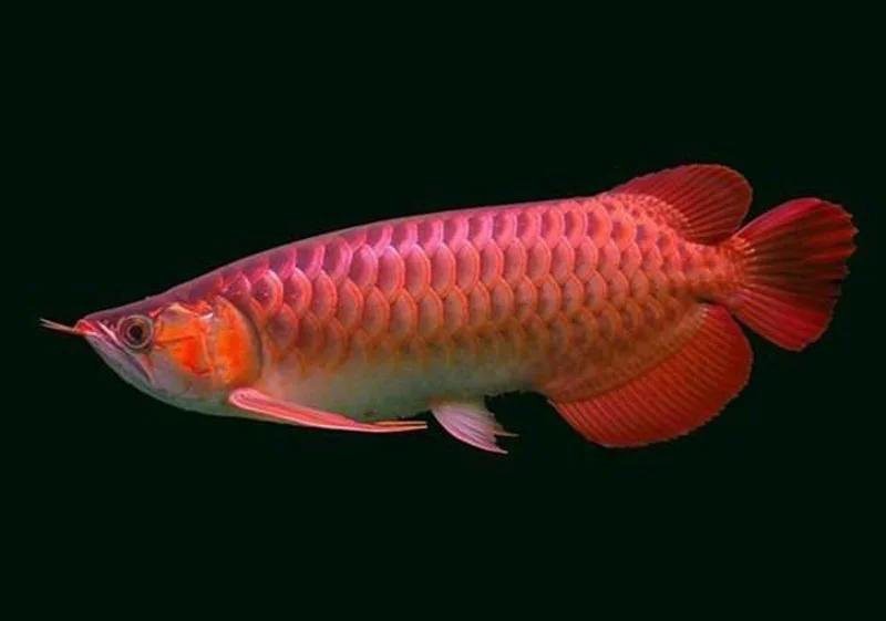 龍魚增色有哪些有效方法？【魚增色的有效方法主要包括以下幾個方面以下幾個方面】 龍魚增色有哪些有效方法？【魚增色的有效方法主要包括以下幾個方面以下幾個方面】 龍魚百科 第5張