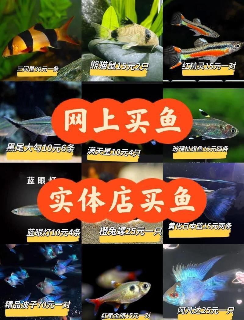 觀賞魚價格表2024【2018觀賞魚價格表2024】