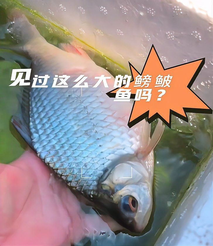 觀賞魚價格表2024【2018觀賞魚價格表2024】