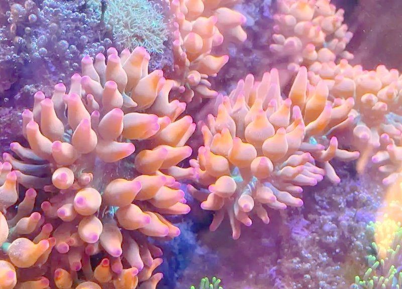 觀賞魚價格表2024【2018觀賞魚價格表2024】