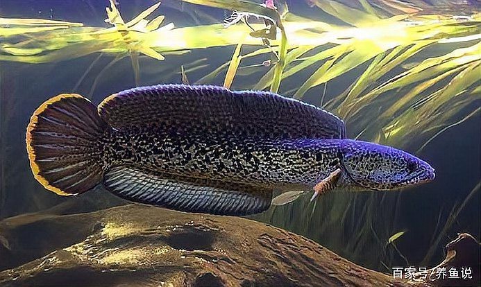 有哪些預(yù)防雷龍魚腹水的措施【如何預(yù)防雷龍魚腹水】