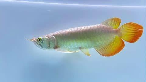 紅龍魚哪個品牌發色最好？【哪個品牌的紅龍魚發色最好？】