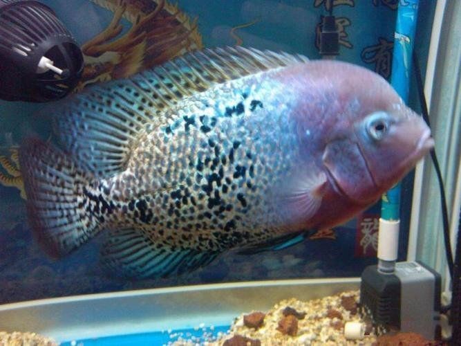 火口魚混養最簡單三個方法【淺談火口魚混養】