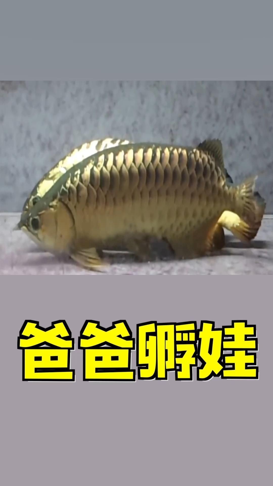 如何提高龍魚幼苗的孵化率？【水花苗成活率翻倍的7大關(guān)鍵步驟,老養(yǎng)殖戶都在用!】 如何提高龍魚幼苗的孵化率？【水花苗成活率翻倍的7大關(guān)鍵步驟,老養(yǎng)殖戶都在用!】 龍魚百科 第2張