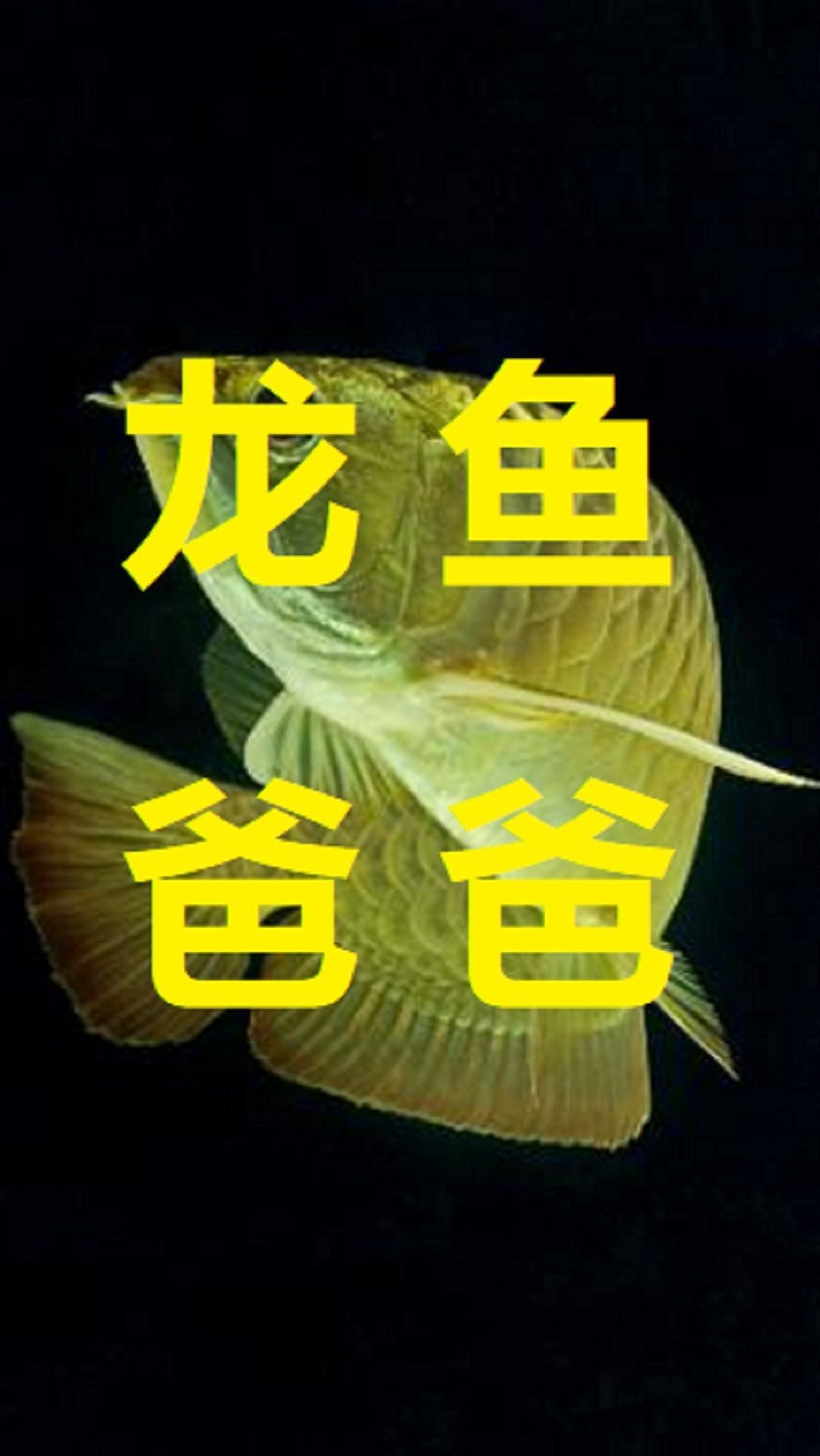 如何提高龍魚幼苗的孵化率？【水花苗成活率翻倍的7大關(guān)鍵步驟,老養(yǎng)殖戶都在用!】 如何提高龍魚幼苗的孵化率？【水花苗成活率翻倍的7大關(guān)鍵步驟,老養(yǎng)殖戶都在用!】 龍魚百科 第3張