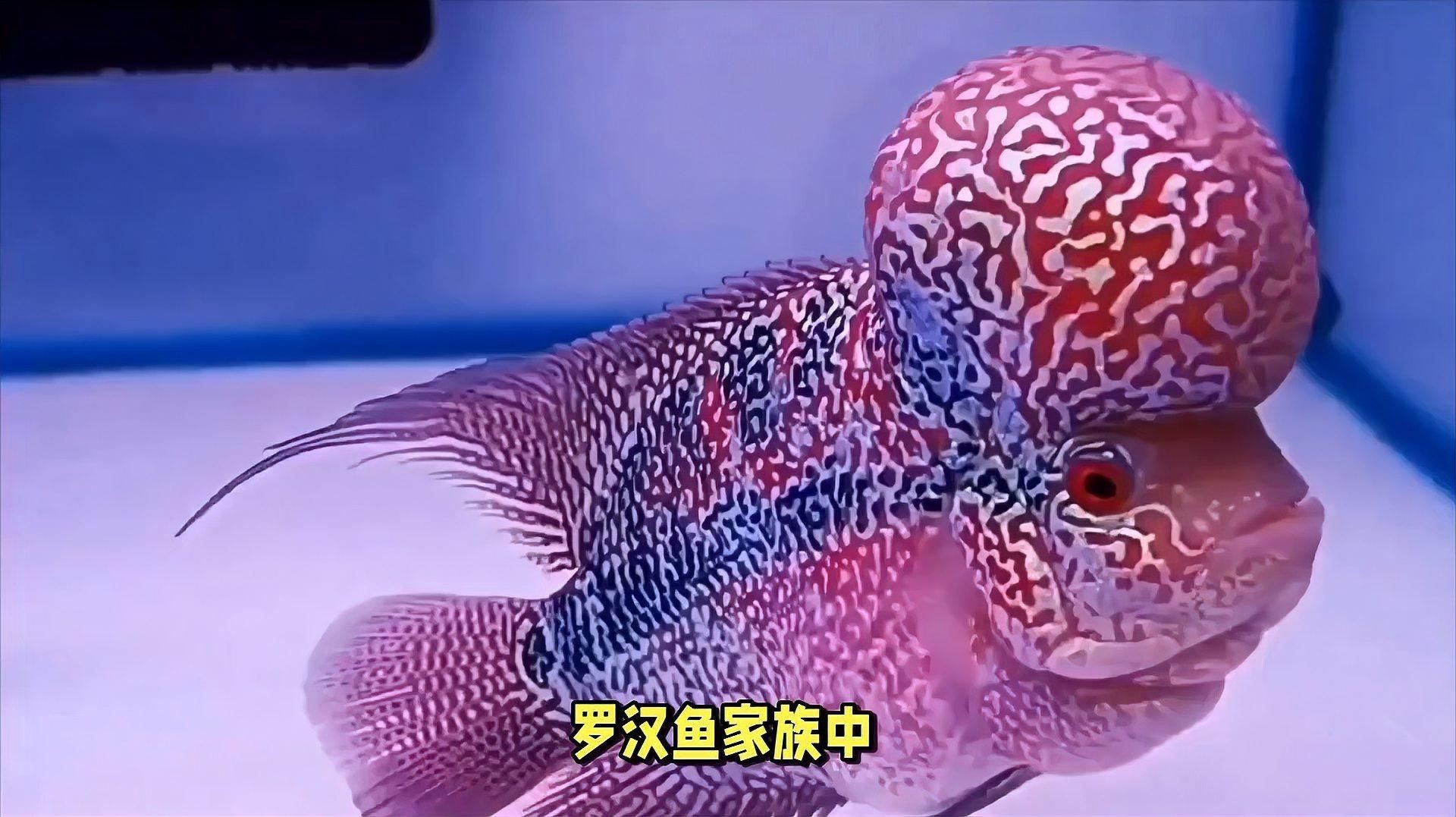 羅漢魚最容易養的品種【哪三個羅漢魚品種值得你飼養和青睞】 羅漢魚最容易養的品種【哪三個羅漢魚品種值得你飼養和青睞】 龍魚百科 第4張
