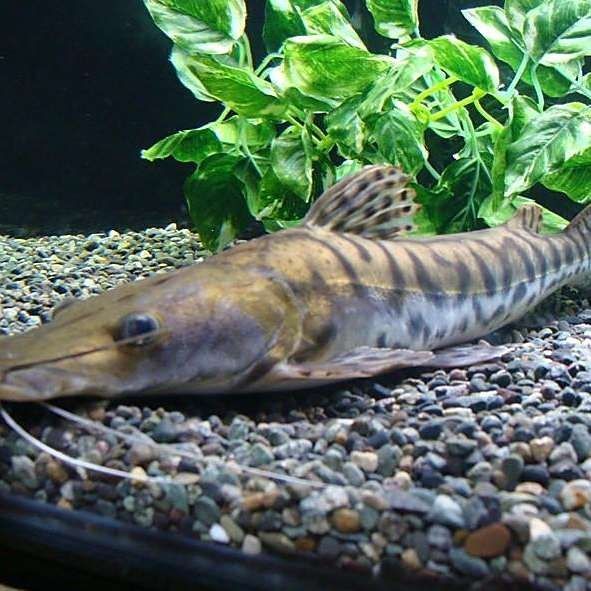 虎斑鴨嘴鯊魚【虎斑鴨嘴鯊魚市場價值較大,虎斑鴨嘴鯊魚對水質有一定要求】 龍魚論壇 第1張 虎斑鴨嘴鯊魚【虎斑鴨嘴鯊魚市場價值較大,虎斑鴨嘴鯊魚對水質有一定要求】 虎斑鴨嘴鯊魚【虎斑鴨嘴鯊魚市場價值較大,虎斑鴨嘴鯊魚對水質有一定要求】 龍魚論壇 第1張