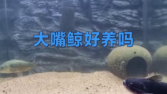 大嘴鯨怎么養【大嘴鯨飼養技術】 大嘴鯨怎么養【大嘴鯨飼養技術】 龍魚論壇 第1張
