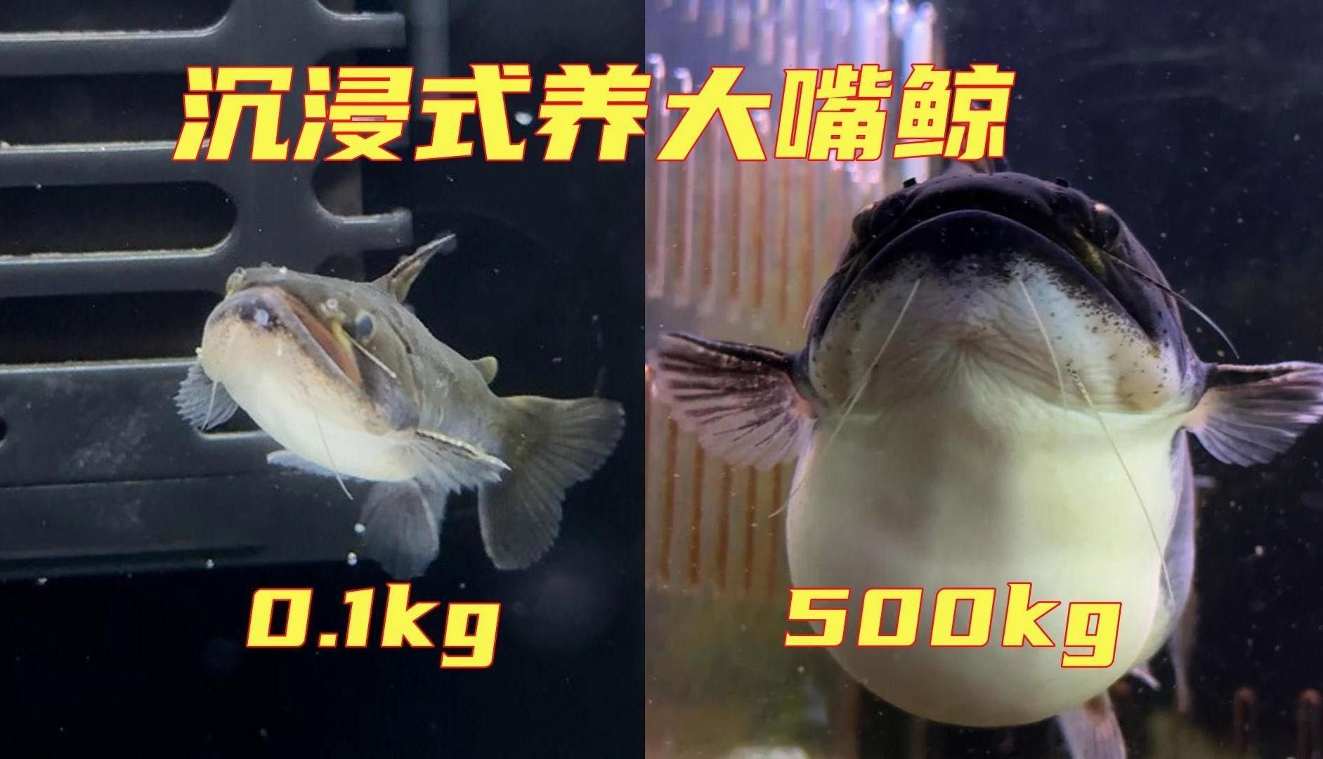 大嘴鯨怎么養【大嘴鯨飼養技術】 大嘴鯨怎么養【大嘴鯨飼養技術】 龍魚論壇 第2張