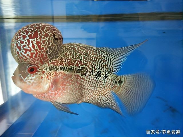 銀龍魚單養會孤單嗎？【銀龍魚單養不會產生孤單感】 銀龍魚單養會孤單嗎？【銀龍魚單養不會產生孤單感】 龍魚論壇 第1張