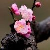 鯨魚的壽命一覽表【揭秘鯨魚的壽命一覽表】