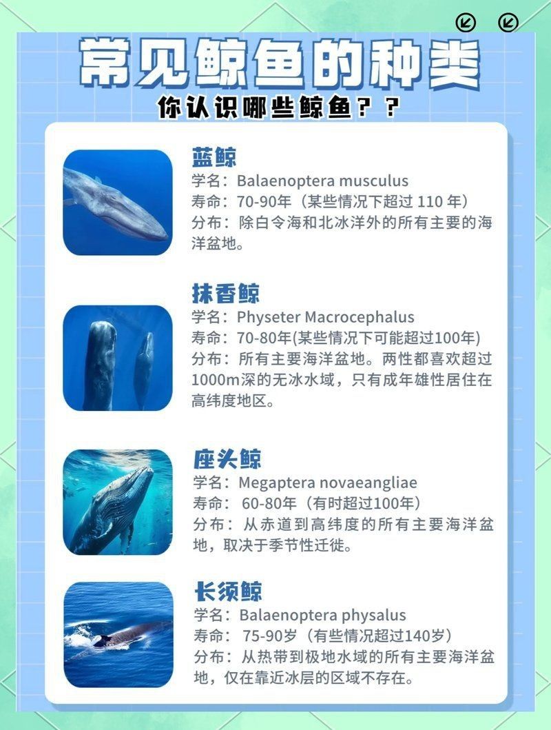 鯨魚的壽命一覽表【揭秘鯨魚的壽命一覽表】