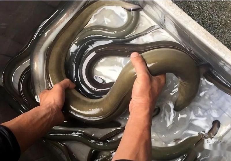 鰻鱗魚屬于什么檔次【40種“好吃不貴”的野生海魚(下),大海的美味】 龍魚百科 第3張 鰻鱗魚屬于什么檔次【40種“好吃不貴”的野生海魚(下),大海的美味】 鰻鱗魚屬于什么檔次【40種“好吃不貴”的野生海魚(下),大海的美味】 龍魚百科 第3張