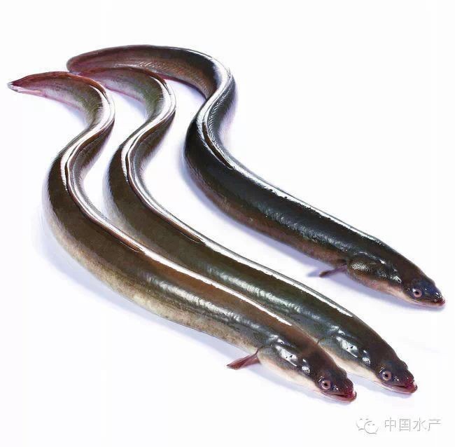 鰻鱗魚屬于什么檔次【40種“好吃不貴”的野生海魚(下),大海的美味】 龍魚百科 第5張 鰻鱗魚屬于什么檔次【40種“好吃不貴”的野生海魚(下),大海的美味】 鰻鱗魚屬于什么檔次【40種“好吃不貴”的野生海魚(下),大海的美味】 龍魚百科 第5張