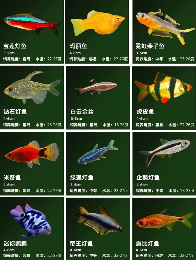 觀賞魚圖片大全大圖【有聲書:觀賞魚圖片大全】 觀賞魚圖片大全大圖【有聲書:觀賞魚圖片大全】 龍魚論壇 第4張