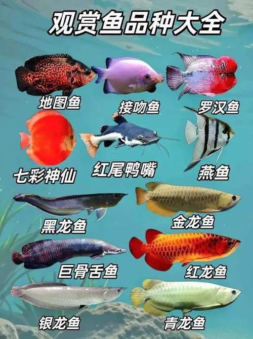 觀賞魚圖片大全大圖【有聲書:觀賞魚圖片大全】 觀賞魚圖片大全大圖【有聲書:觀賞魚圖片大全】 龍魚論壇 第1張