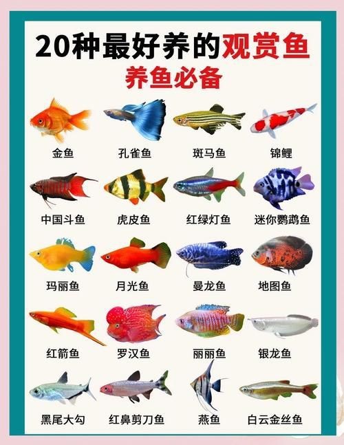 觀賞魚圖片大全大圖【有聲書:觀賞魚圖片大全】 觀賞魚圖片大全大圖【有聲書:觀賞魚圖片大全】 龍魚論壇 第7張