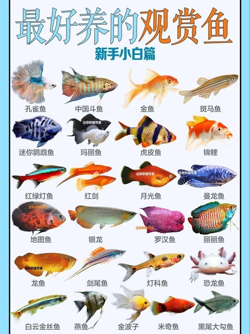 觀賞魚圖片大全大圖【有聲書:觀賞魚圖片大全】 觀賞魚圖片大全大圖【有聲書:觀賞魚圖片大全】 龍魚論壇 第8張