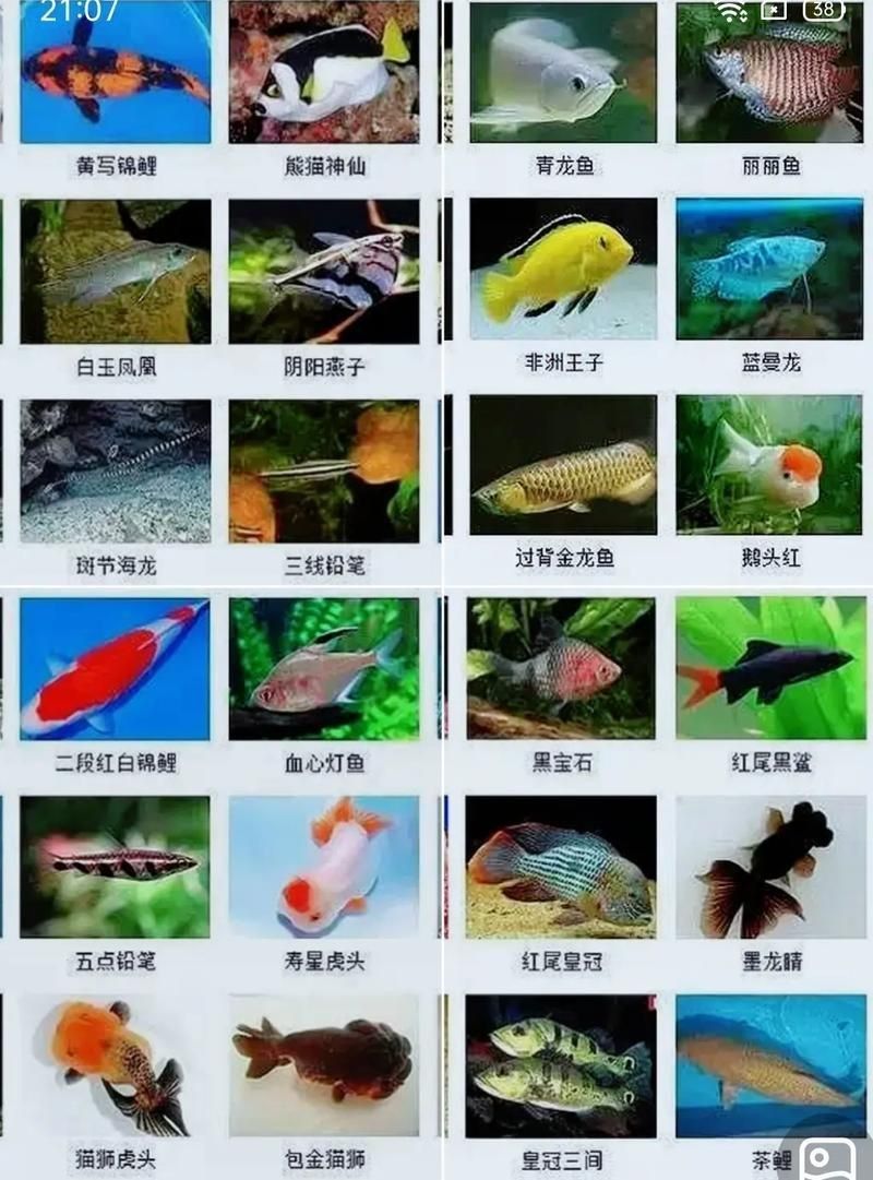 觀賞魚圖片大全大圖【有聲書:觀賞魚圖片大全】 觀賞魚圖片大全大圖【有聲書:觀賞魚圖片大全】 龍魚論壇 第11張
