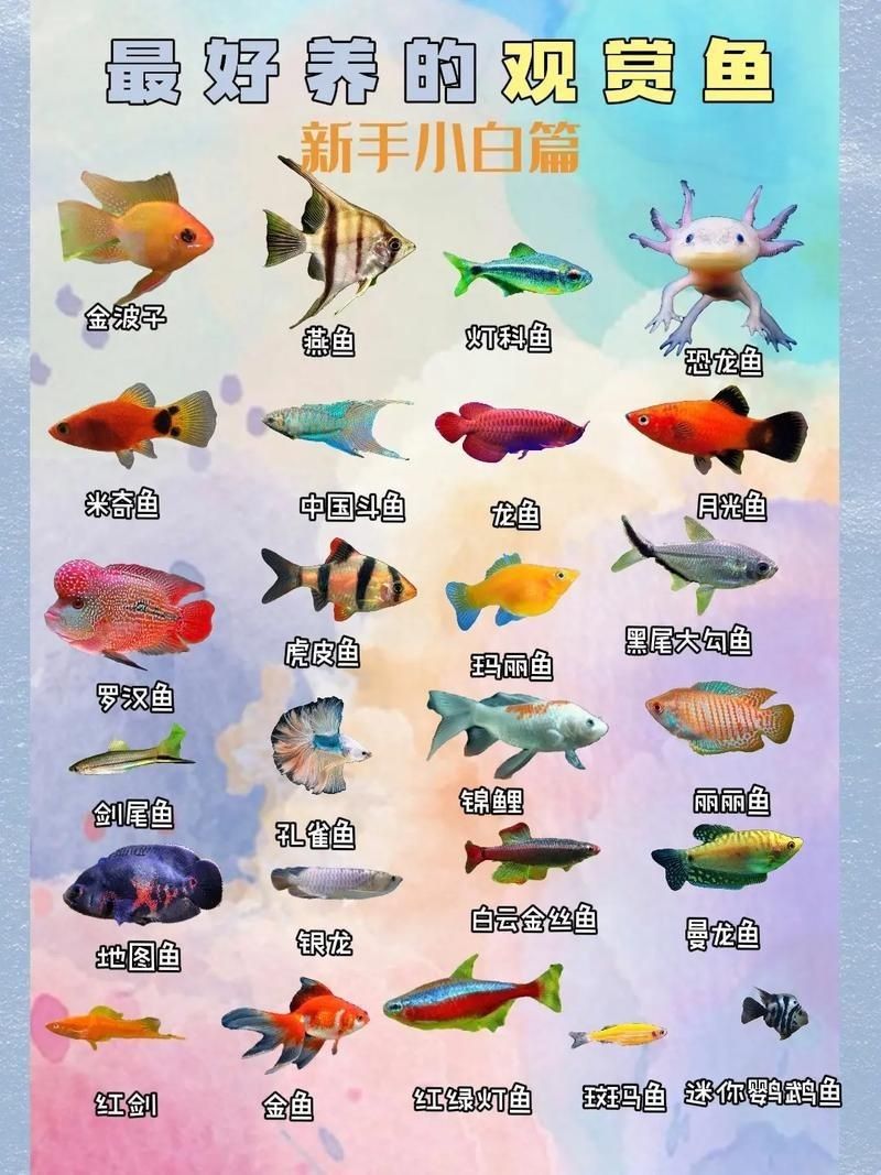 觀賞魚圖片大全大圖【有聲書:觀賞魚圖片大全】 觀賞魚圖片大全大圖【有聲書:觀賞魚圖片大全】 龍魚論壇 第12張