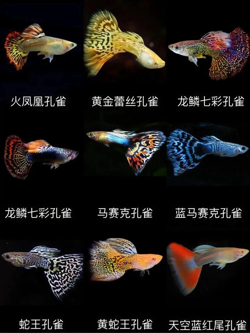 觀賞魚圖片大全大圖【有聲書:觀賞魚圖片大全】 觀賞魚圖片大全大圖【有聲書:觀賞魚圖片大全】 龍魚論壇 第14張