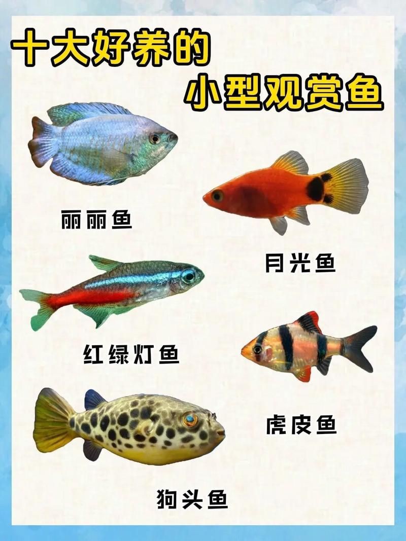 觀賞魚圖片大全大圖【有聲書:觀賞魚圖片大全】 觀賞魚圖片大全大圖【有聲書:觀賞魚圖片大全】 龍魚論壇 第18張