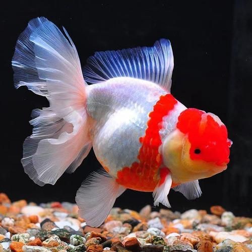 觀賞魚圖片大全大圖【有聲書:觀賞魚圖片大全】 觀賞魚圖片大全大圖【有聲書:觀賞魚圖片大全】 龍魚論壇 第20張