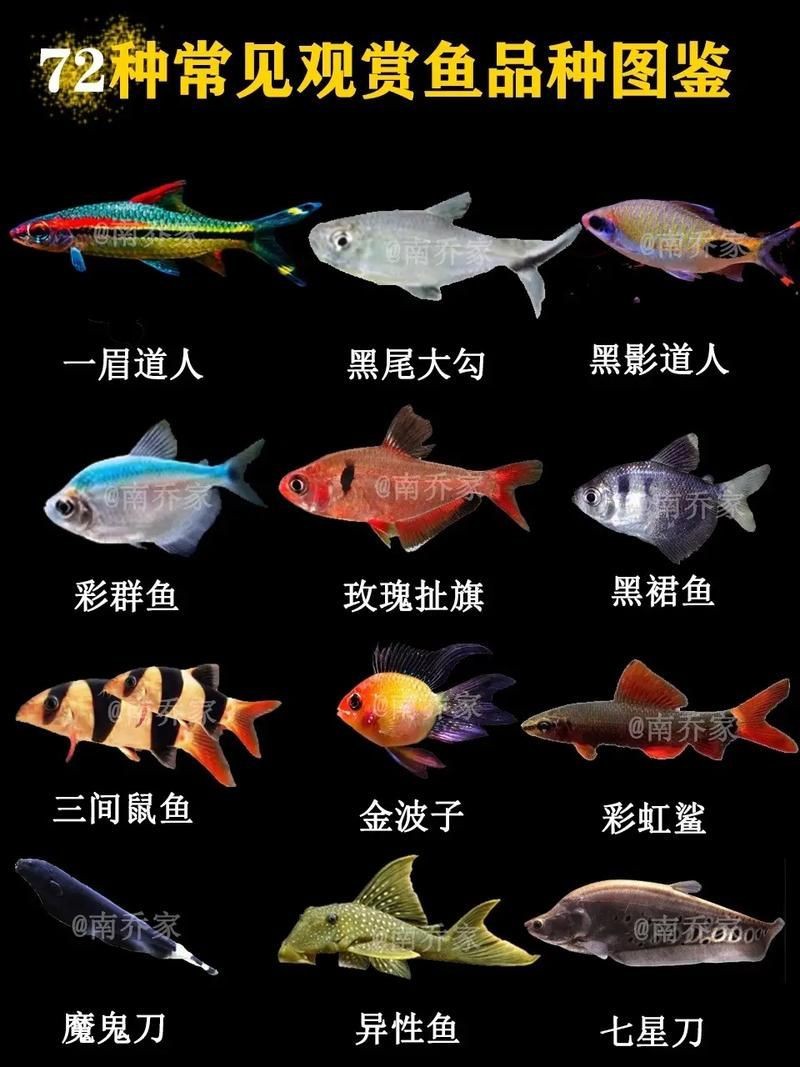 觀賞魚圖片大全大圖【有聲書:觀賞魚圖片大全】 觀賞魚圖片大全大圖【有聲書:觀賞魚圖片大全】 龍魚論壇 第19張