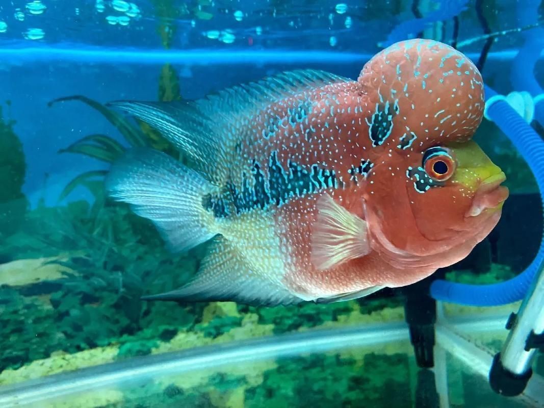 觀賞魚圖片大全大圖【有聲書:觀賞魚圖片大全】 觀賞魚圖片大全大圖【有聲書:觀賞魚圖片大全】 龍魚論壇 第17張
