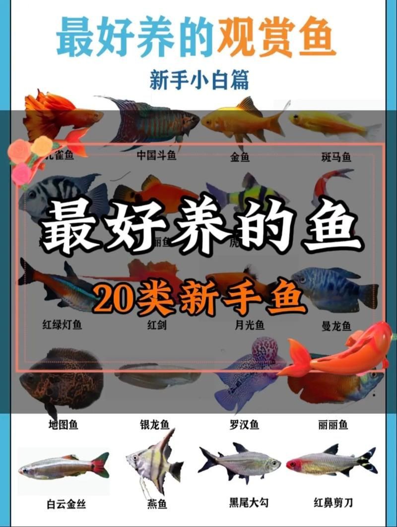 觀賞魚圖片大全大圖【有聲書:觀賞魚圖片大全】 觀賞魚圖片大全大圖【有聲書:觀賞魚圖片大全】 龍魚論壇 第24張